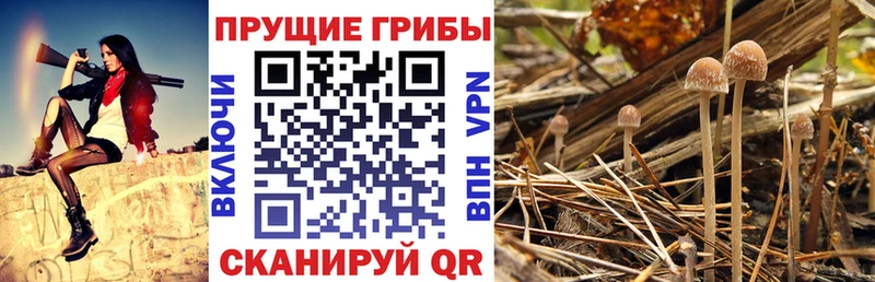 Псилоцибиновые грибы Cubensis Клинцы